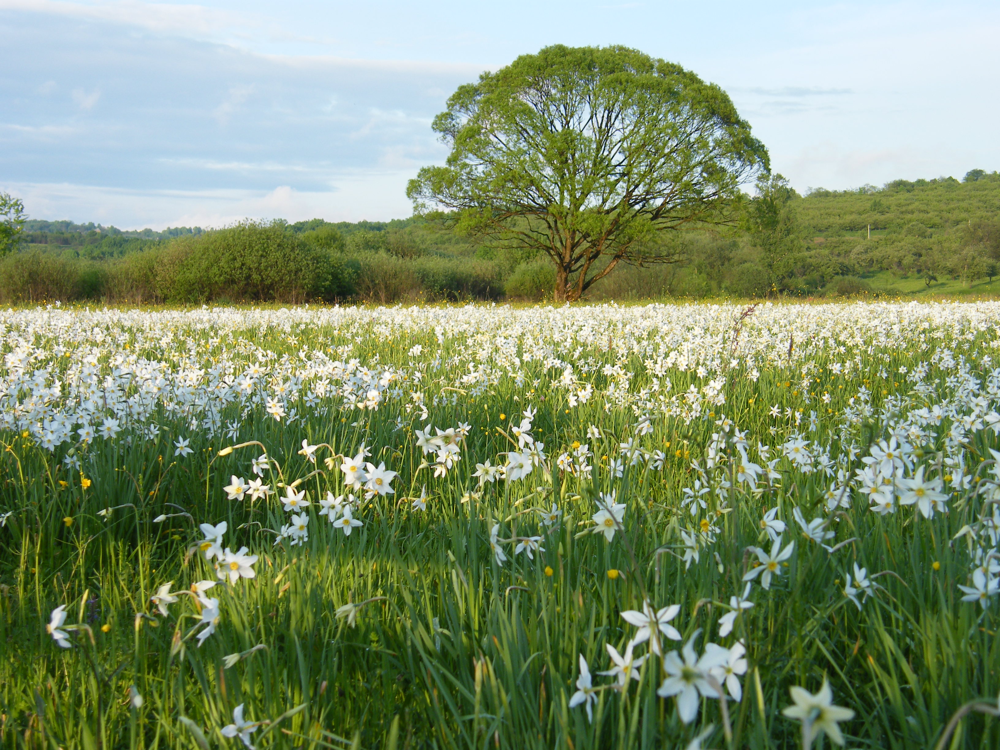 Vall&eacute;e des Narcisses en fleurs dans les Carpates - floraison de mai &agrave; juin
