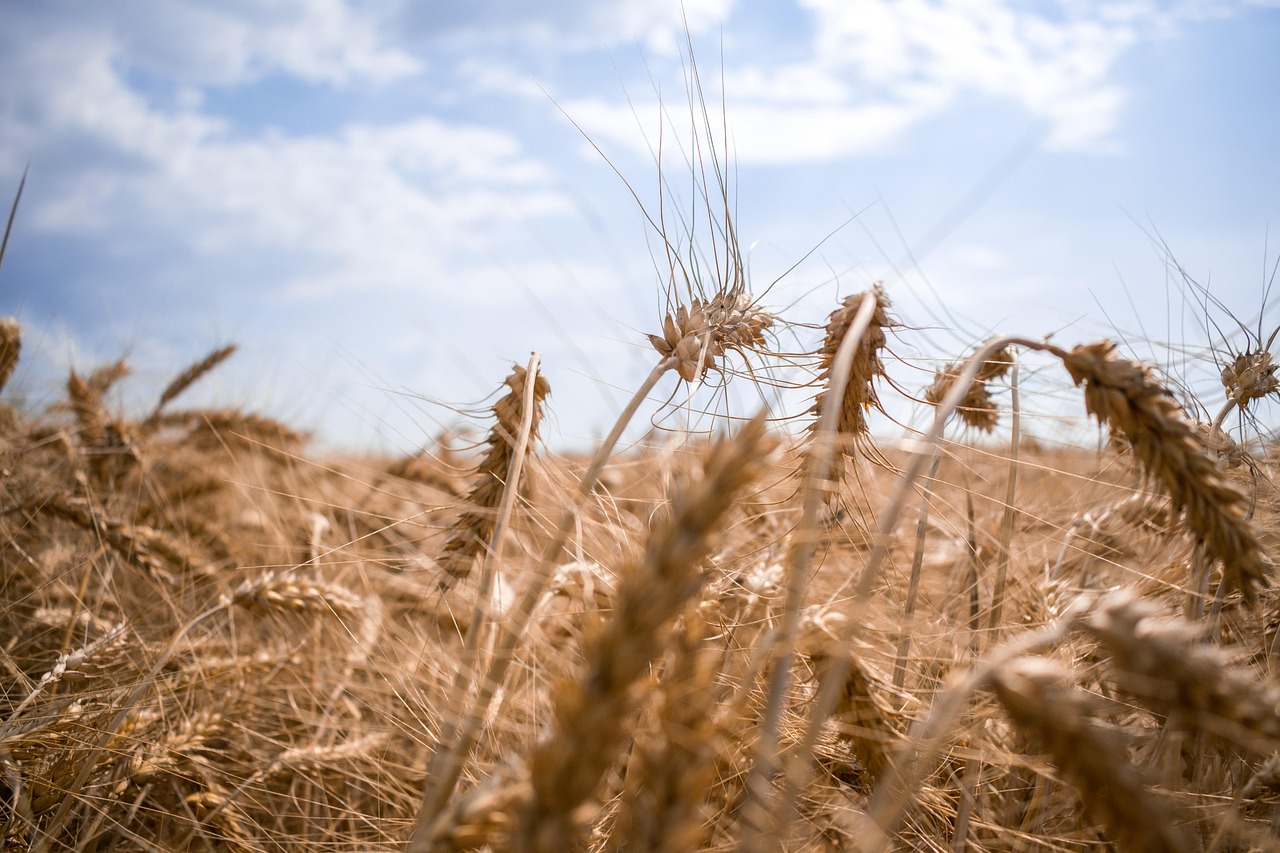 Champ de bl&eacute; dor&eacute; en Ukraine, grenier &agrave; bl&eacute; de l'Europe