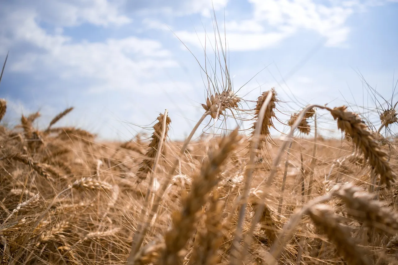 Champ de bl&eacute; dor&eacute; en Ukraine, grenier &agrave; bl&eacute; de l'Europe