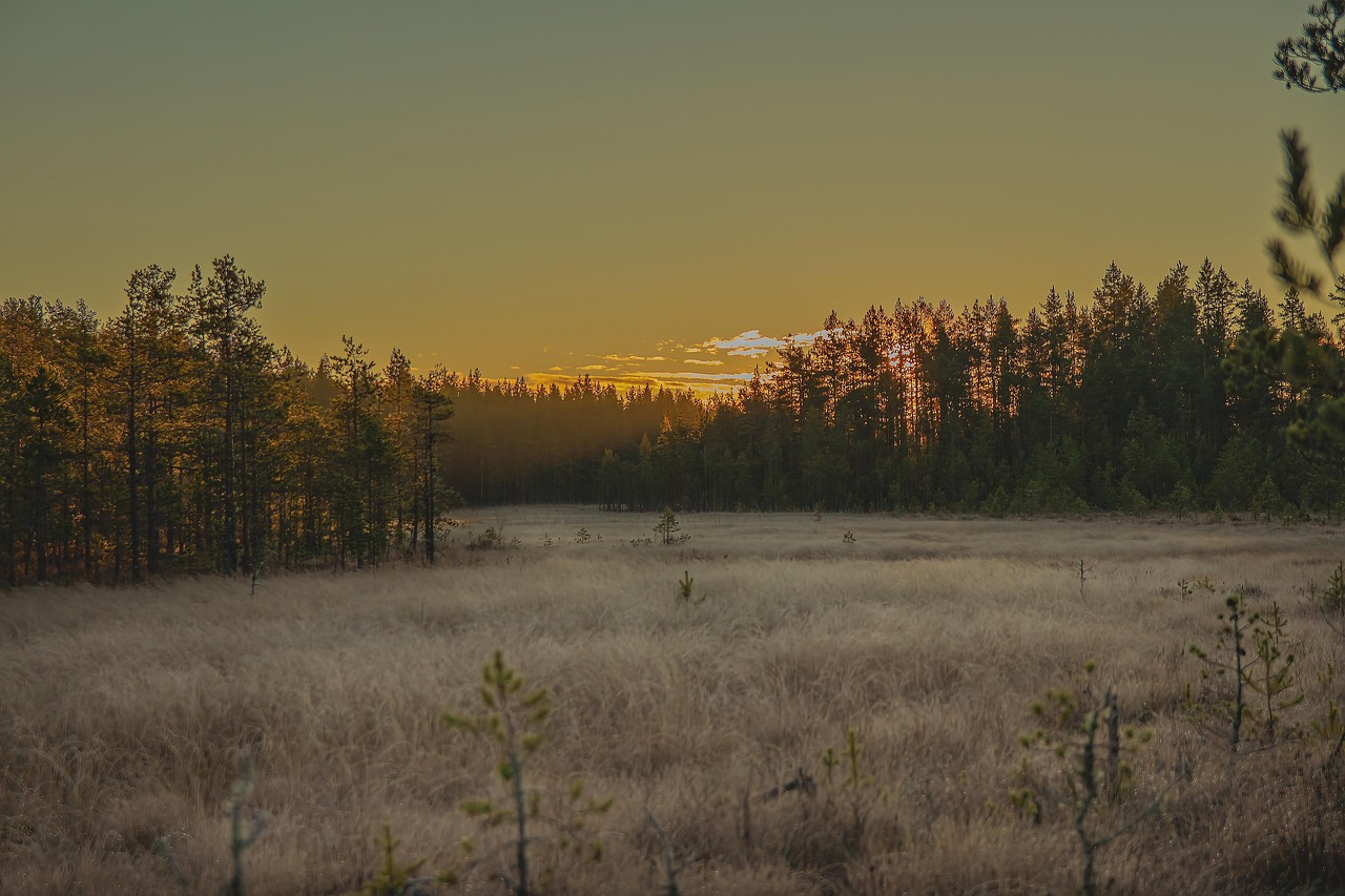 For&ecirc;t de la Polissia ukrainienne avec rivi&egrave;re et v&eacute;g&eacute;tation luxuriante