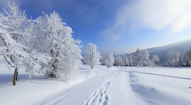 Forêt enneigée près de Kiev, capitale de l'Ukraine